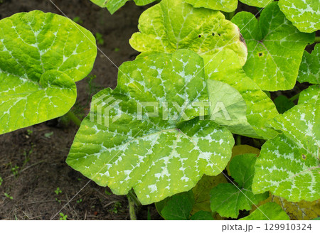 Powdery mildew on zucchini tops, close-up. Pumpkin disease, caterpillars 129910324