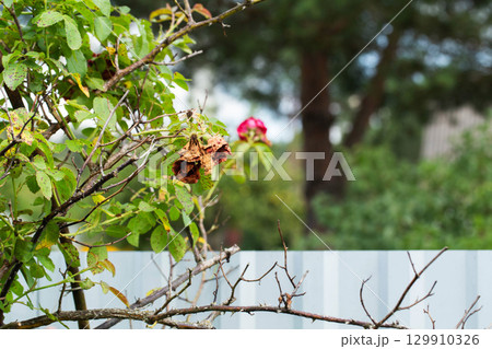 Dried flowers of red bush rose. Insufficient watering and improper acidic soil with pests, close-up, background. Copy space for text 129910326