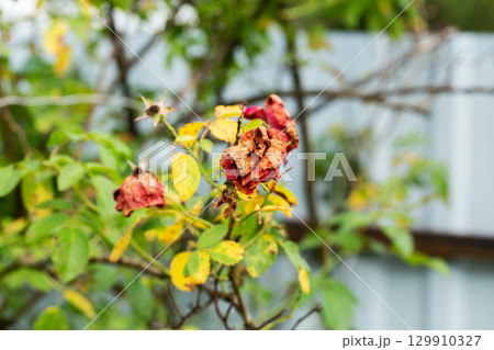 Dried flowers of red bush rose. Insufficient watering and improper acidic soil with pests, close-up, background 129910327