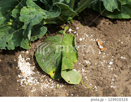 Eggshells in the garden bed as fertilizer for soil deoxidation and nutrients phosphorus, magnesium, close-up 129910328