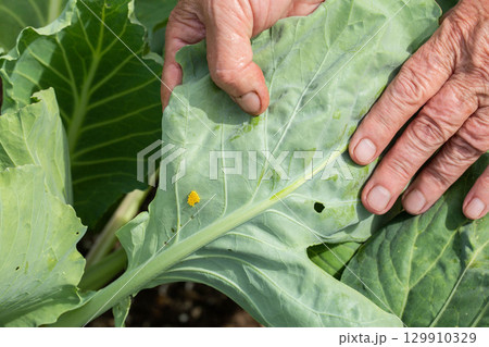 Yellow larvae and holes in cabbage leaf after caterpillars and butterflies pests, close-up 129910329