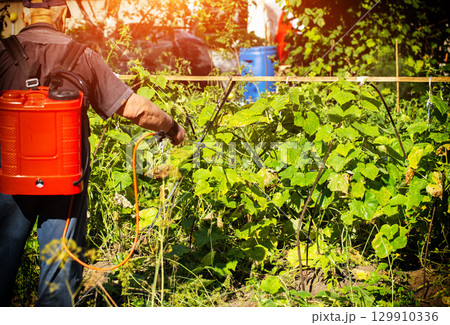 A summer resident treats plants in the summer from parasites. Plant protection from diseases, copy space for text, industry 129910336