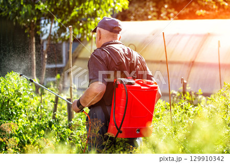 An elderly man, a summer resident, treats tomatoes at his dacha with a modern sprayer against late blight. Protection and treatment of plants at the dacha with chemicals. Copy space for text An elderly man, a summer resident, treats tomatoes at his dacha with a modern sprayer against late blight. Protection and treatment of plants at the dacha with chemicals. Copy space for text 129910342