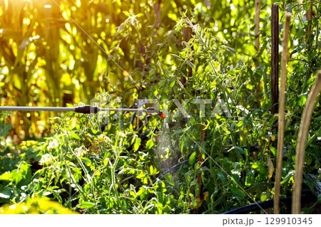 Modern telescopic rod sprayer at the dacha with chemicals tomatoes to destroy parasites and late blight. Copy space for text, harvest 129910345