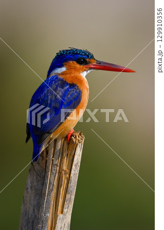Malachite kingfisher on split post facing right 129910356
