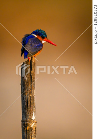Malachite kingfisher on split post stares down 129910373