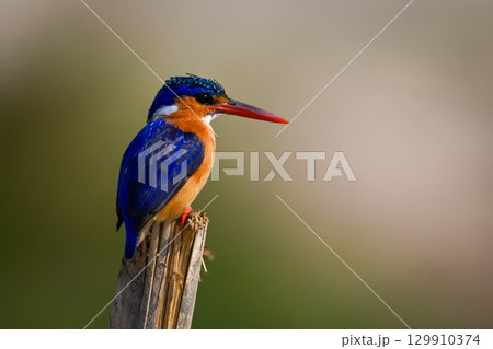 Malachite kingfisher on split post staring down 129910374