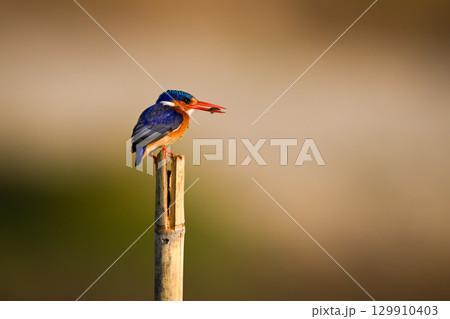 Malachite kingfisher on wood post holds insect 129910403