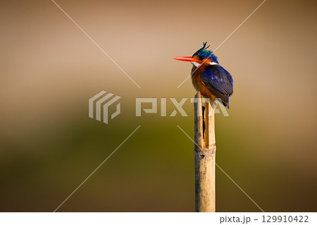Malachite kingfisher on wood post staring up Malachite kingfisher on wood post staring up 129910422