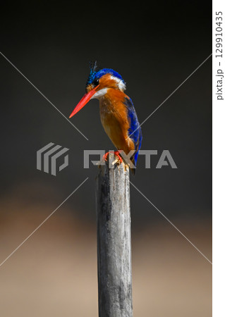 Malachite kingfisher on wooden post cocking head Malachite kingfisher on wooden post cocking head 129910435