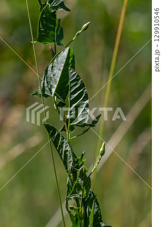 Field bindweed or Convolvulus arvensis European bindweed Creeping Jenny Possession vine herbaceous perennial plant with open and closed white flowers surrounded with dense green leaves 129910546