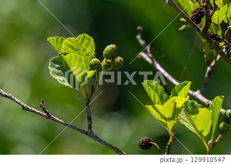 Green and brown alder cones, alder catkins and green leaves 129910547
