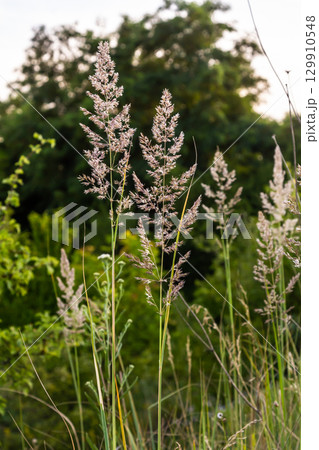 Calamagrostis arundinacea is a species of bunch grass in the family Poaceae, native to Eurasia, China and India. closeup of weeds of tropical mountains. Wild grass wallpaper. Weeds. nature grass 129910548