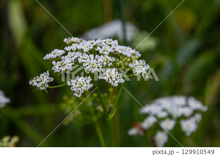 White Chaerophyllum aureum plant with smooth bokeh 129910549