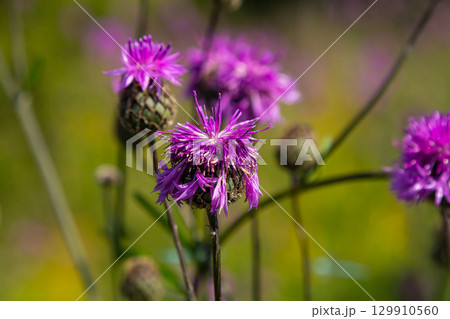 Centaurea scabiosa subsp. apiculata, Centaurea apiculata, Compositae. Wild plant shot in summer Centaurea scabiosa subsp. apiculata, Centaurea apiculata, Compositae. Wild plant shot in summer 129910560