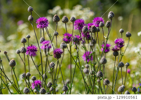 Centaurea scabiosa subsp. apiculata, Centaurea apiculata, Compositae. Wild plant shot in summer Centaurea scabiosa subsp. apiculata, Centaurea apiculata, Compositae. Wild plant shot in summer 129910561
