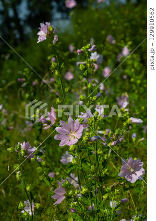Close-up of beautiful flowers in the sun in spring. Malva common. Malva sylvestris. Common mallow Close-up of beautiful flowers in the sun in spring. Malva common. Malva sylvestris. Common mallow 129910562