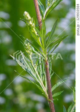 Artemisia vulgaris common mugwort allergen flowering 129910564