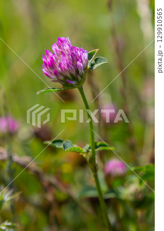 Wild red clover flower isolated Trifolium pratense, with green nature background 129910565