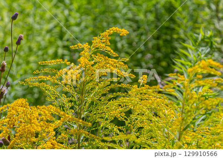 Canadian goldenrod, cluster of small yellow flower heads, close up. Solidago canadensis or brendiae is an ornamental perennial herb, herbaceous flowering plant of the family Asteraceae, Compositae 129910566