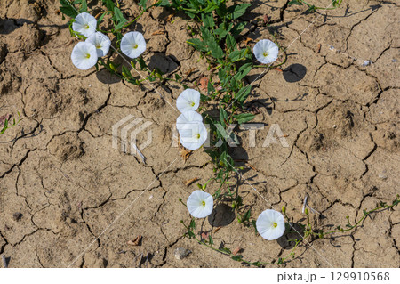 Field bindweed or Convolvulus arvensis European bindweed Creeping Jenny Possession vine herbaceous perennial plant with open and closed white flowers surrounded with dense green leaves Field bindweed or Convolvulus arvensis European bindweed Creeping Jenny Possession vine herbaceous perennial plant with open and closed white flowers surrounded with dense green leaves 129910568
