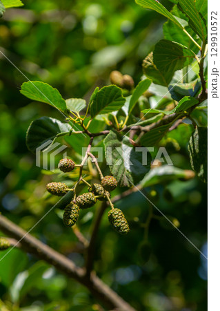 Green and brown alder cones, alder catkins and green leaves 129910572