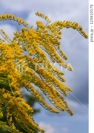 Canadian goldenrod, cluster of small yellow flower heads, close up. Solidago canadensis or brendiae is an ornamental perennial herb, herbaceous flowering plant of the family Asteraceae, Compositae 129910578