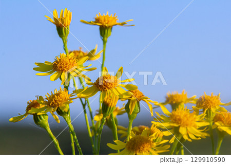 Wild plant Jacobaea vulgaris in the forest meadow. Known as ragwort, stinking Willie or tansy ragwort. Yellow delicate flower on a green background 129910590