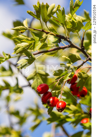 clusters of red fruits Crataegus coccinata tree close up 129910594