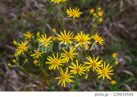 Wild plant Jacobaea vulgaris in the forest meadow. Known as ragwort, stinking Willie or tansy ragwort. Yellow delicate flower on a green background Wild plant Jacobaea vulgaris in the forest meadow. Known as ragwort, stinking Willie or tansy ragwort. Yellow delicate flower on a green background 129910595