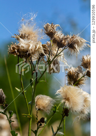Centaurea scabiosa subsp. apiculata, Centaurea apiculata, Compositae. Wild plant shot in summer Centaurea scabiosa subsp. apiculata, Centaurea apiculata, Compositae. Wild plant shot in summer 129910596