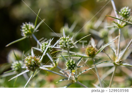 In the wild grows a thistle Eryngium Campestre, known as field eryngo. It is a species of Eryngium, which is used medicinally In the wild grows a thistle Eryngium Campestre, known as field eryngo. It is a species of Eryngium, which is used medicinally 129910598