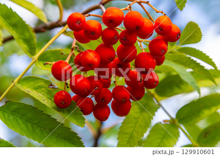 A bunch of red rowan berries on a tree A bunch of red rowan berries on a tree 129910601