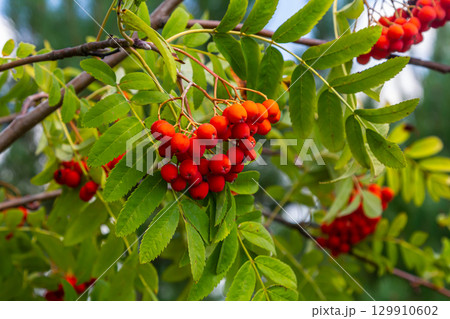 A bunch of red rowan berries on a tree 129910602