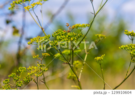 Close up of Wild Parsnip Pastinaca sativa yellow blossoms 129910604