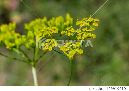A shallow depth of field of the flowers of Parsnip, Pastinaca sativa. Wild parsnip is a root vegetable closely related to carrot and parsley all belong to the family Apiaceae A shallow depth of field of the flowers of Parsnip, Pastinaca sativa. Wild parsnip is a root vegetable closely related to carrot and parsley all belong to the family Apiaceae 129910610
