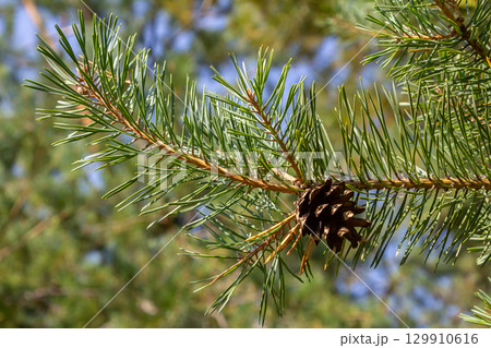 Pinus sylvestris branch with cones in natural environment 129910616