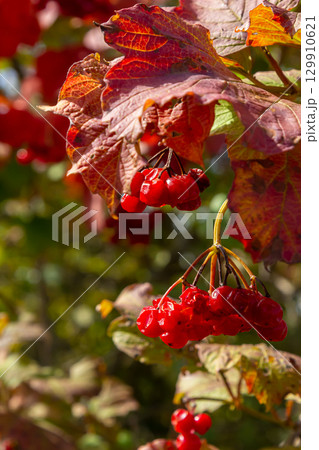 Viburnum ordinary , or Viburnum red Viburnum opulus is a deciduous woody plant in autumn Viburnum ordinary , or Viburnum red Viburnum opulus is a deciduous woody plant in autumn 129910621