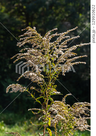 Canadian goldenrod, cluster of small yellow flower heads, close up. Solidago canadensis or brendiae is an ornamental perennial herb, herbaceous flowering plant of the family Asteraceae, Compositae 129910622