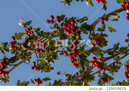 clusters of red fruits Crataegus coccinata tree close up 129910629