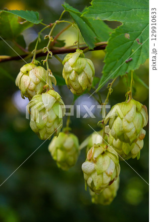 Hops flowers, of the hop plant Humulus lupulus, for beer production growing in the Bavaria by the Danube river on a sunny day Hops flowers, of the hop plant Humulus lupulus, for beer production growing in the Bavaria by the Danube river on a sunny day 129910633