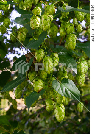 Hops flowers, of the hop plant Humulus lupulus, for beer production growing in the Bavaria by the Danube river on a sunny day 129910634