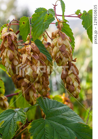 Hops flowers, of the hop plant Humulus lupulus, for beer production growing in the Bavaria by the Danube river on a sunny day Hops flowers, of the hop plant Humulus lupulus, for beer production growing in the Bavaria by the Danube river on a sunny day 129910635