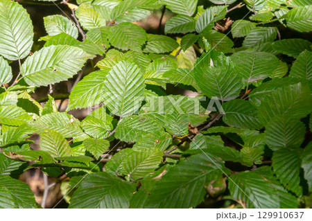 Selective focus of Ulmus pumila celer leaves, European hornbeam or carpinus betulus in the garden, Small leafed plant which forms a dense hedge, Green leaf pattern with sunlight, Nature background 129910637