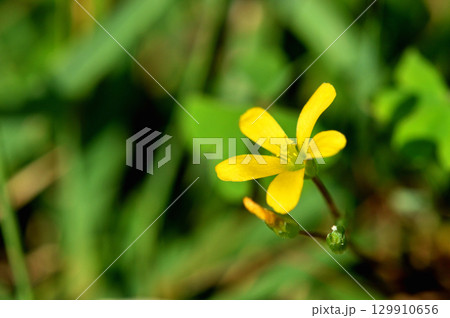 【野に咲く花】 カタバミの花 【野に咲く花】 カタバミの花 129910656