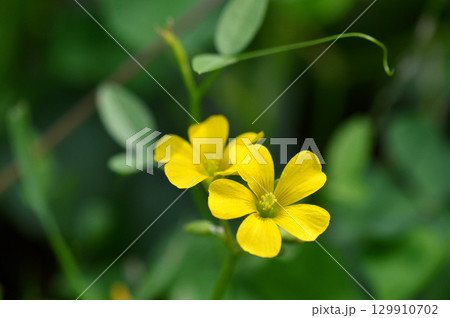 【野に咲く花】　カタバミの花 129910702