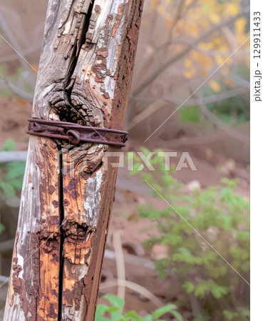 Cracked Weathered Wood Post with Rusted Metal Strap and Green Foliage 129911433