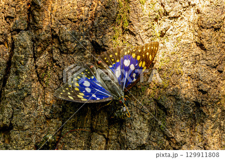 木の幹にとまるオオムラサキ 129911808