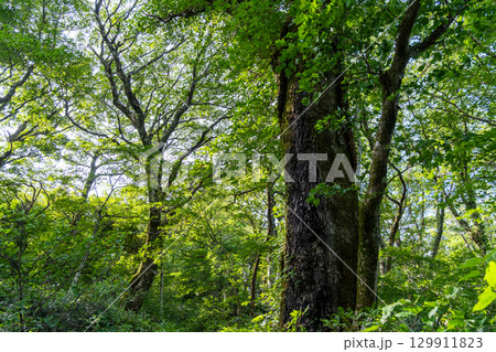 【日本百名山】大山ユートピアコースの自然林　鳥取県西伯郡大山町 129911823