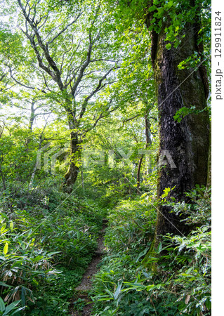 【日本百名山】大山ユートピアコースの登山道と自然林　鳥取県西伯郡大山町 129911824